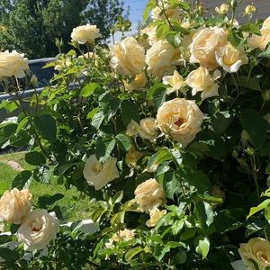 Meet your Posher, Doris